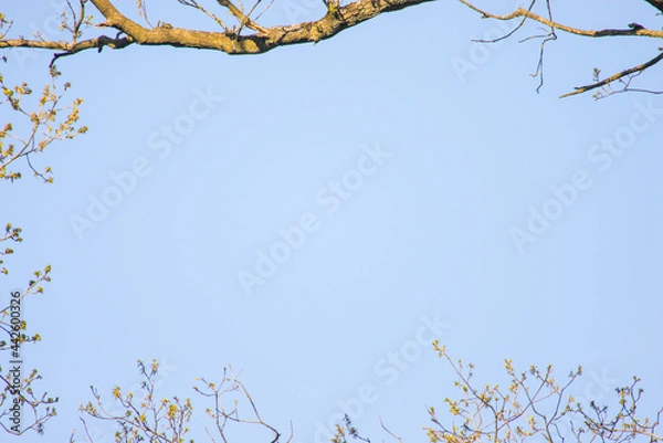 Obraz Blue sky background framed by trees