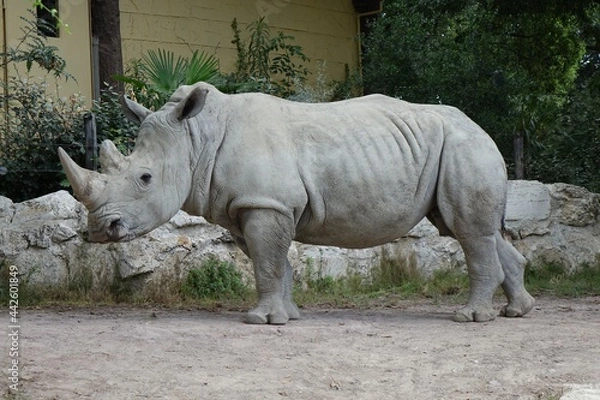 Obraz white rhino
