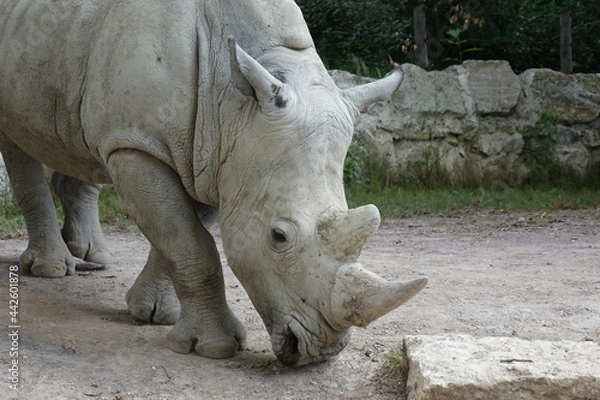 Obraz white rhino
