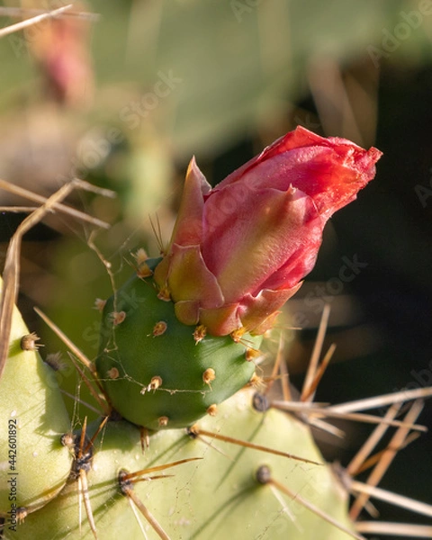 Fototapeta Close up shot of a fruit of a prickly pear cactus with a pink flower.