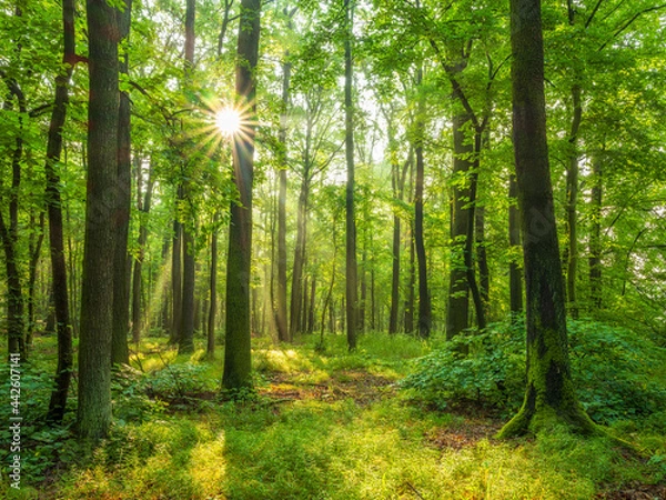 Fototapeta Forest of Beech and oak Trees illuminated by sunbeams through morning mist