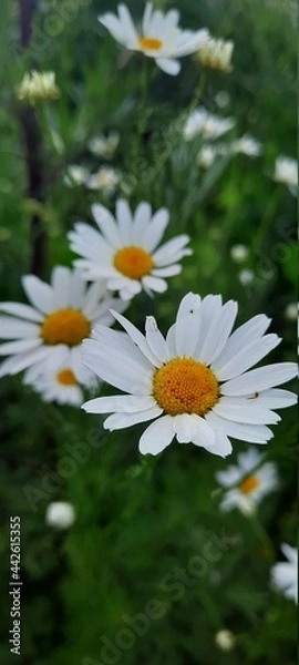 Obraz daisies in the garden