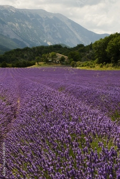 Fototapeta Lavender field on foothill of Ventoux Mount