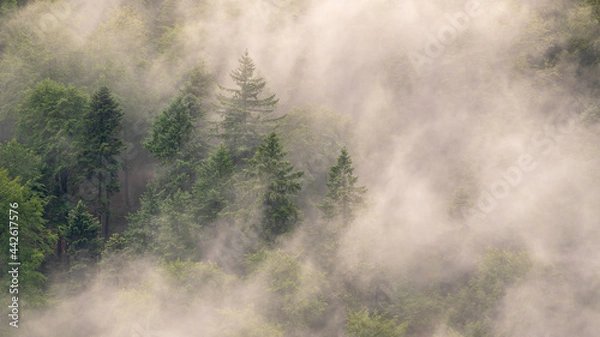 Fototapeta Rising fog in the forest after a shower somewhere in the German Black Forest