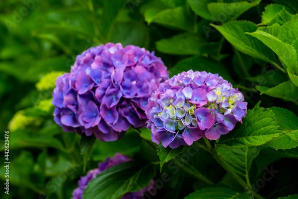 Fototapeta 農業公園のアジサイ
