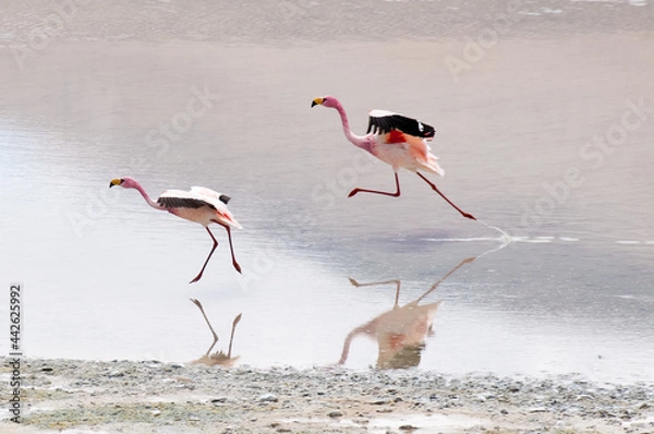 Obraz Flamingos landing
