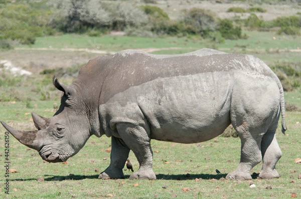 Obraz Rhino
