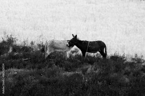 Obraz Black and White Donkeys
