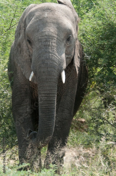 Obraz Elephant
