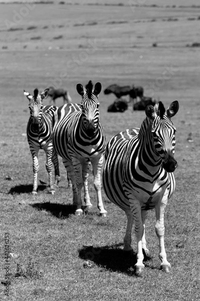 Obraz Zebras
