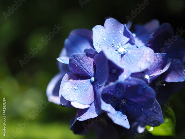 Obraz 雨上がりの陽ざしを浴びる紫陽花