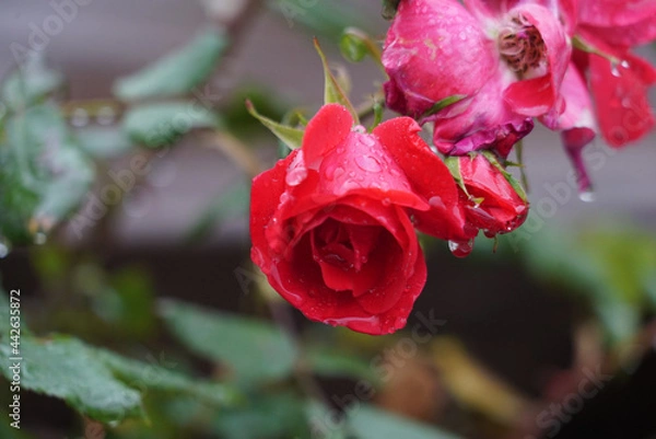 Obraz Red roses in a flower bed