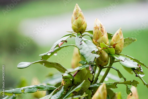 Obraz green buds on a green background