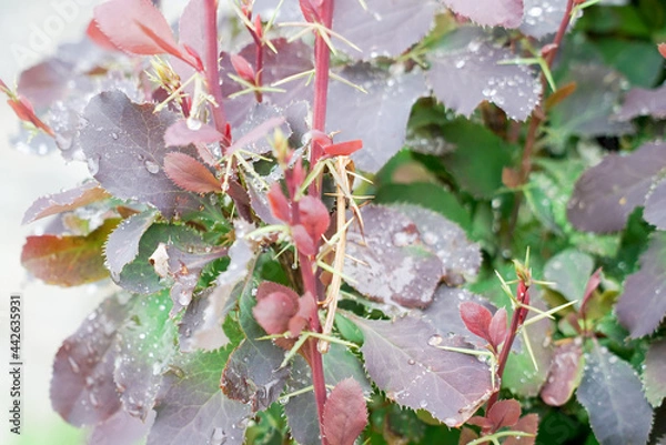 Obraz red bushes in dew drops macro