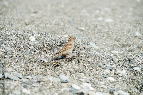 Obraz grey sparrow on dark sand