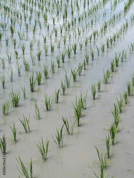 Fototapeta 田植えが終わった田んぼ