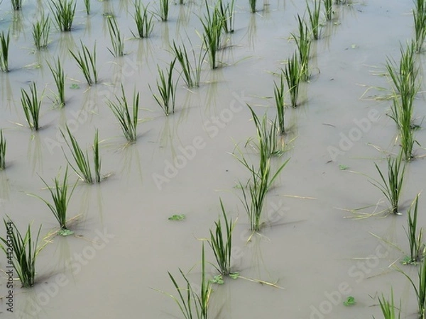 Fototapeta 田植えが終わった田んぼ