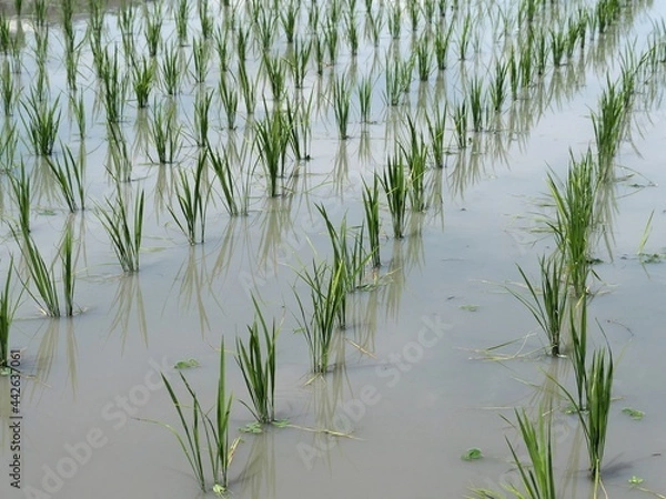 Fototapeta 田植えが終わった田んぼ