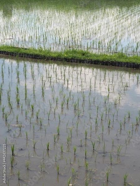 Fototapeta 田植えが終わった田んぼ