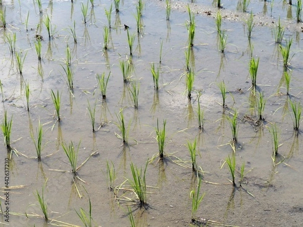 Fototapeta 田植えが終わった田んぼ