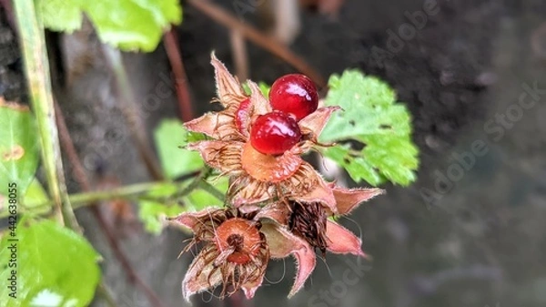 Obraz red and yellow flower