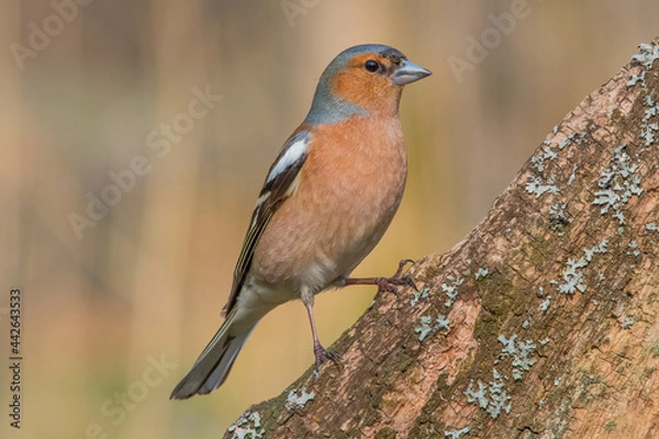 Fototapeta chaffinch