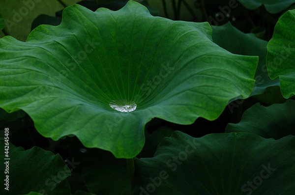 Obraz lotus leaf with water drops