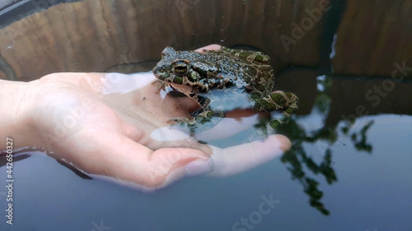 Obraz frog in hand