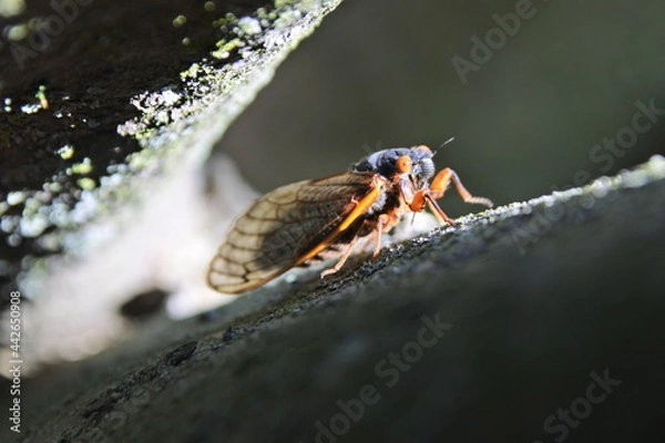 Obraz Cicada under the sun