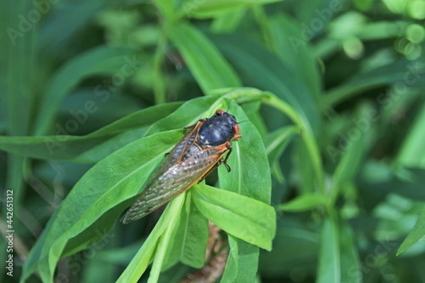 Obraz Cicada