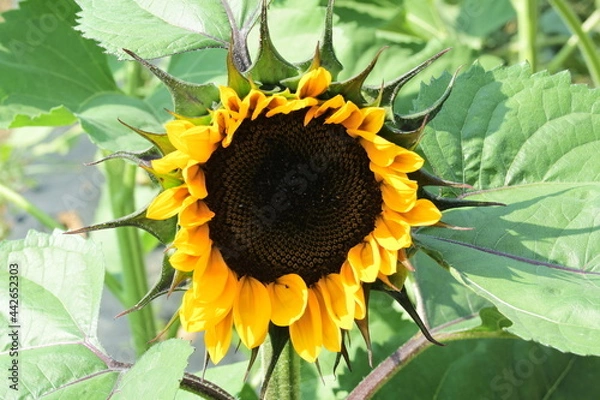 Obraz sunflower on a green background