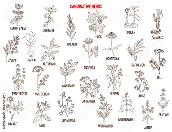Fototapeta Carminative herbs. Hand drawn vector set