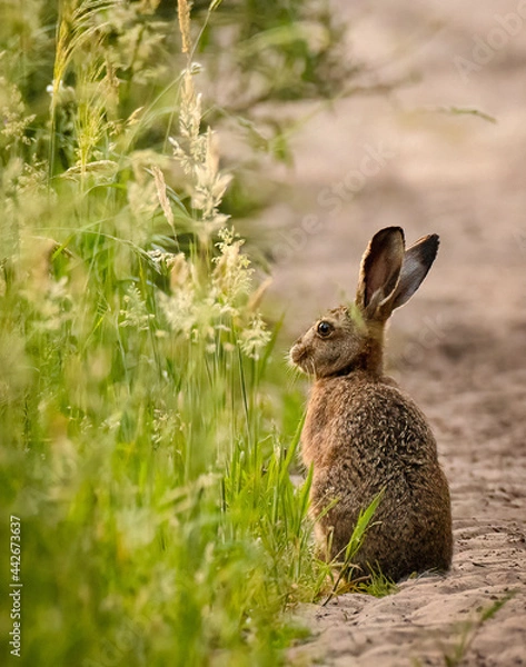Obraz Hare with grasses / Feldhase mit Gräser