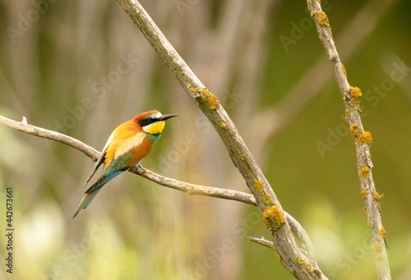 Obraz Bee-eater / Bienenfresser 