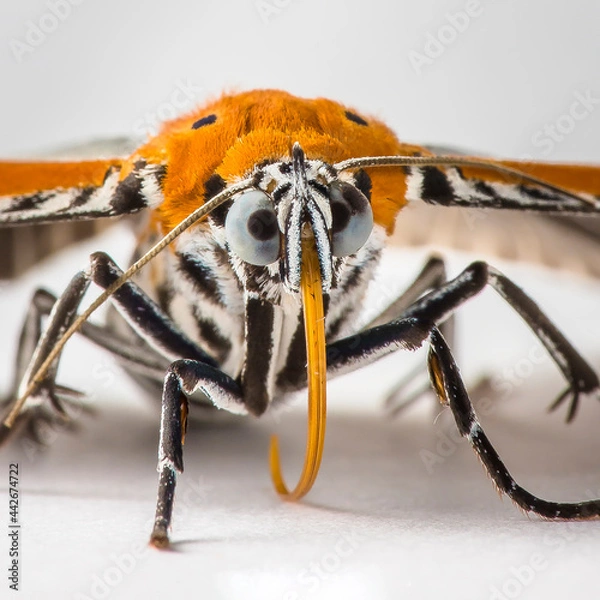 Fototapeta Orange and Grey Moth Lepidoptera on a white isolated background in Thailand 