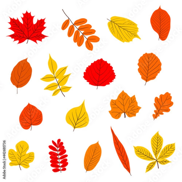 Fototapeta A set of autumn leaves. Vector isolated on a white background