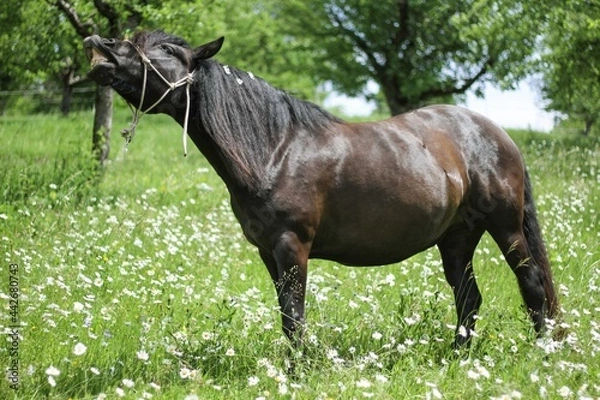 Obraz Ein Glücklicher Pferd