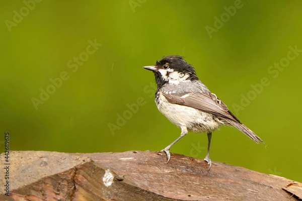 Fototapeta Coal tit, all wet after a heavy afternoon rain, perched on a fence