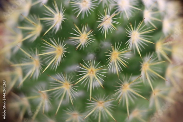Fototapeta beautiful cactus with skewered spines to fend off predators self-defense protection