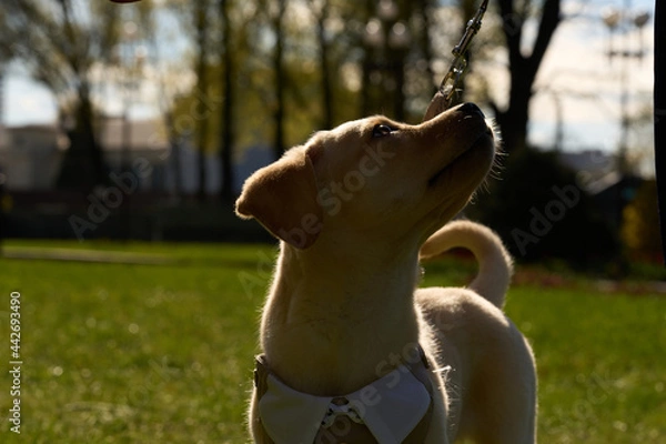 Obraz Labrador Retriever in suit looks in direction of dog's lead