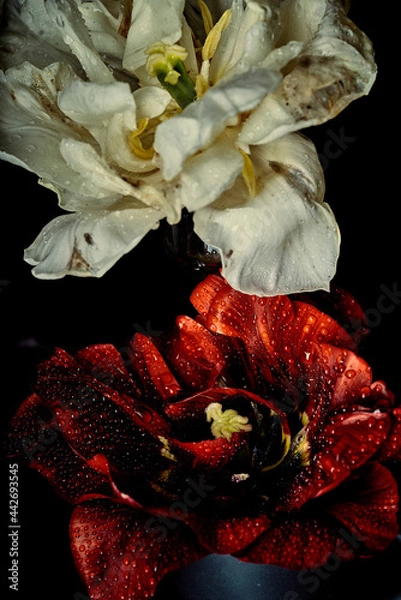Obraz White and red tulips as two fighting opposites in love