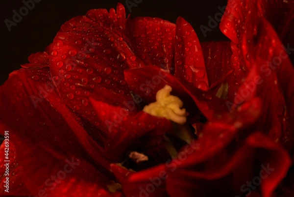 Obraz Red tulip with sharply seen drops of rain on leaves
