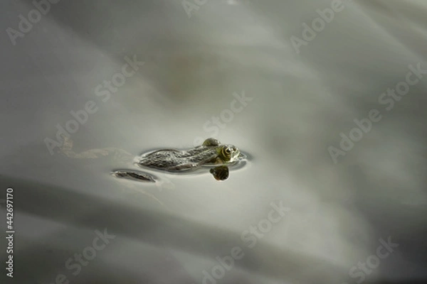 Fototapeta TOA_1475_BRONA_AST