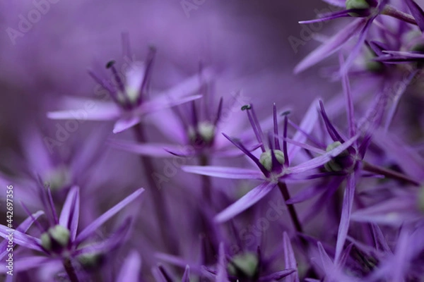 Obraz TOA_1799_BRONA_AST