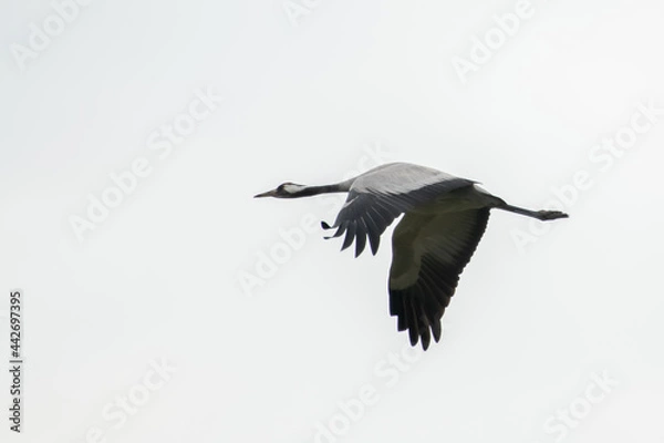 Fototapeta TOA_1867_BRONA_AST