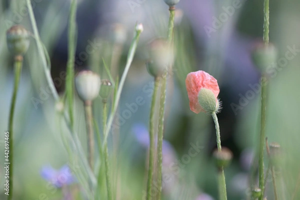 Fototapeta TOA_1998_BRONA_AST