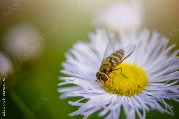 Obraz TOA_2230_BRONA_AST