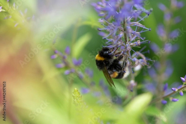 Obraz TOA_3435_BRONA_AST