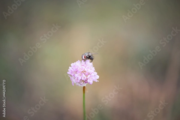 Fototapeta TOA_4239_BRONA_AST