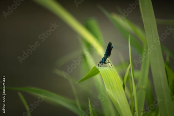 Obraz TOA_7597-1_Libelle_BRONA_AST